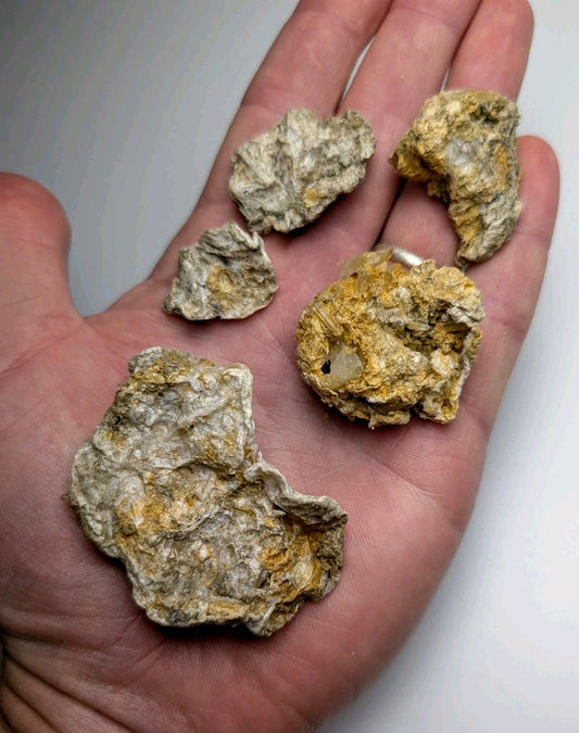 A hand holds five rough textured solution quartz in rectorite oyster shells with gray and yellowish brown colors from Arkansas
