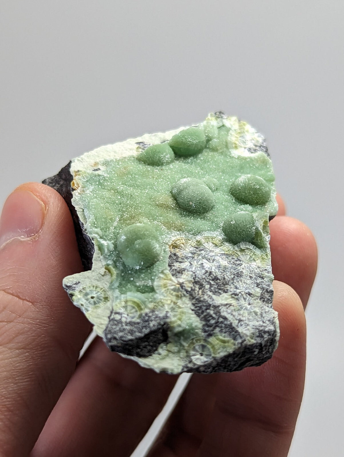A hand holds a piece of green, textured mineral with rounded nodules and fossilized patterns.