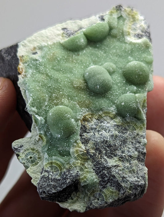 A green fossilized coral specimen with rounded, bulbous growths and intricate radial patterns embedded in a dark matrix.