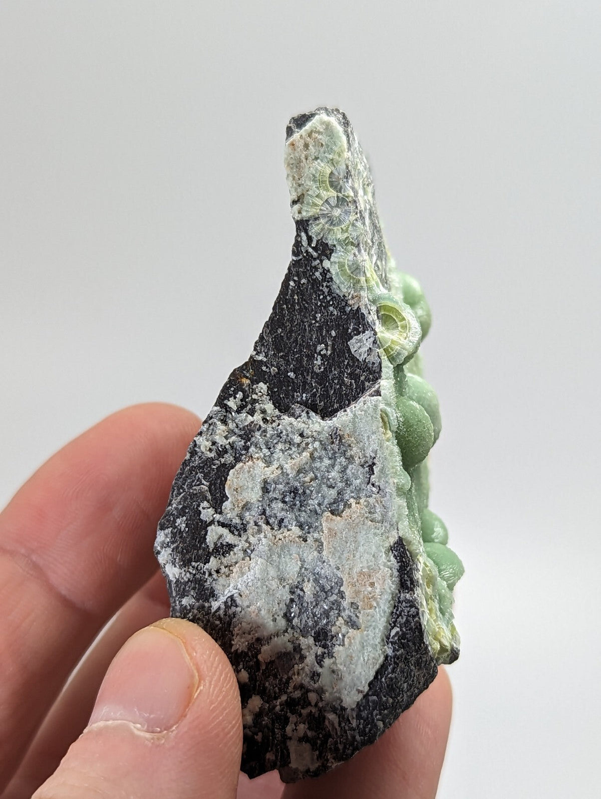 A hand holds a dark, irregularly shaped rock specimen featuring patches of light green fossilized coral and white mineral deposits.