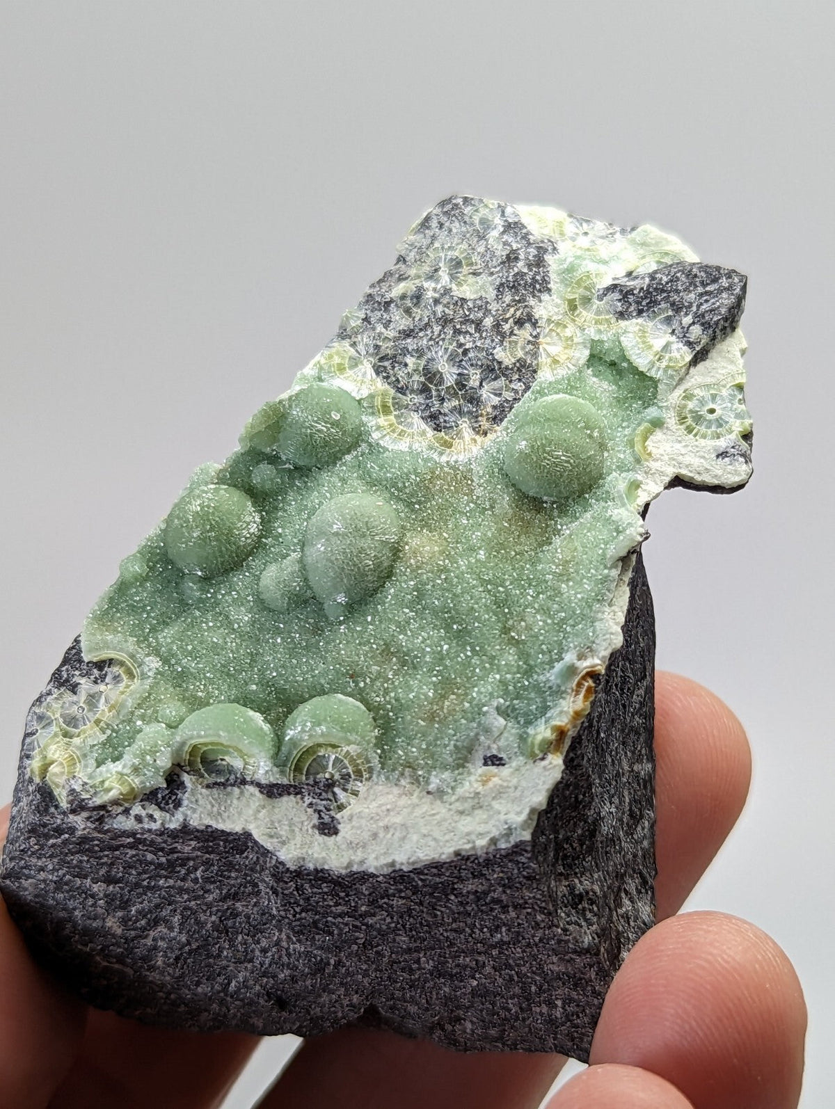 A hand holds a striking green fossilized coral specimen with rounded, bubble-like formations set against a dark gray matrix.