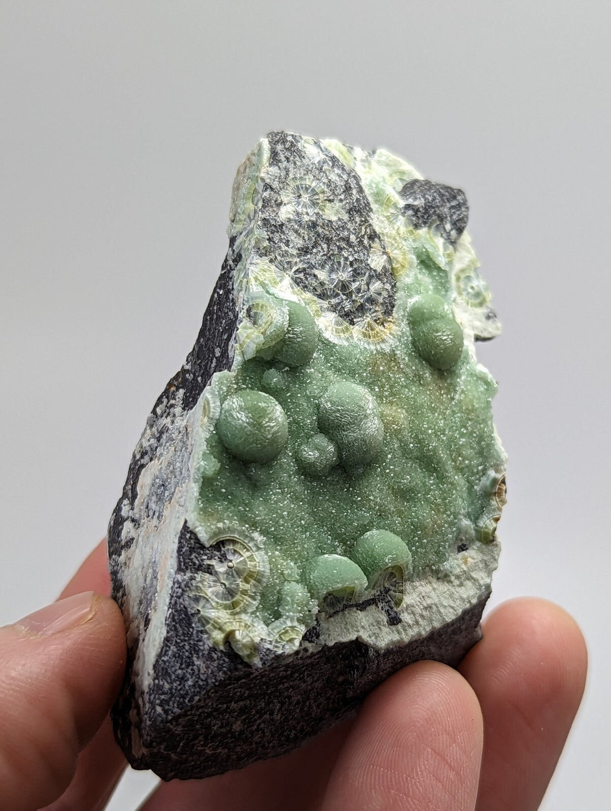 A hand holds a natural mineral specimen featuring rounded, light green nodules growing on a dark gray and white rock matrix.