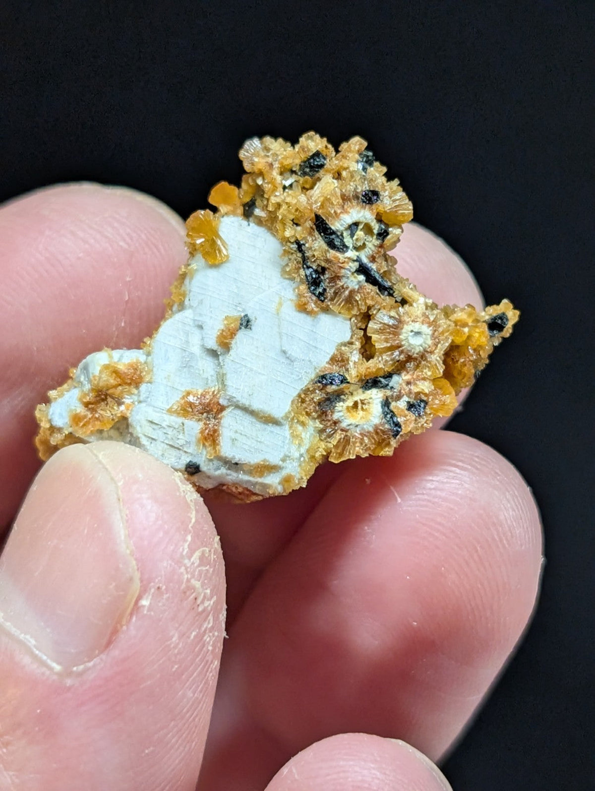 A hand holds a mineral specimen featuring intricate, branching orange-yellow crystals growing over a white base with dark inclusions.