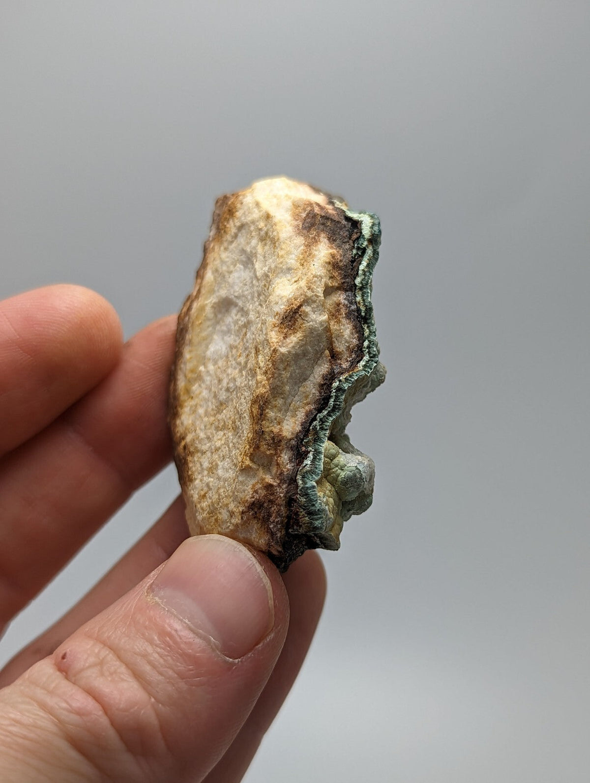 A weathered, irregularly shaped shell with a mottled beige and brown surface, accented by patches of greenish moss along its jagged edge.