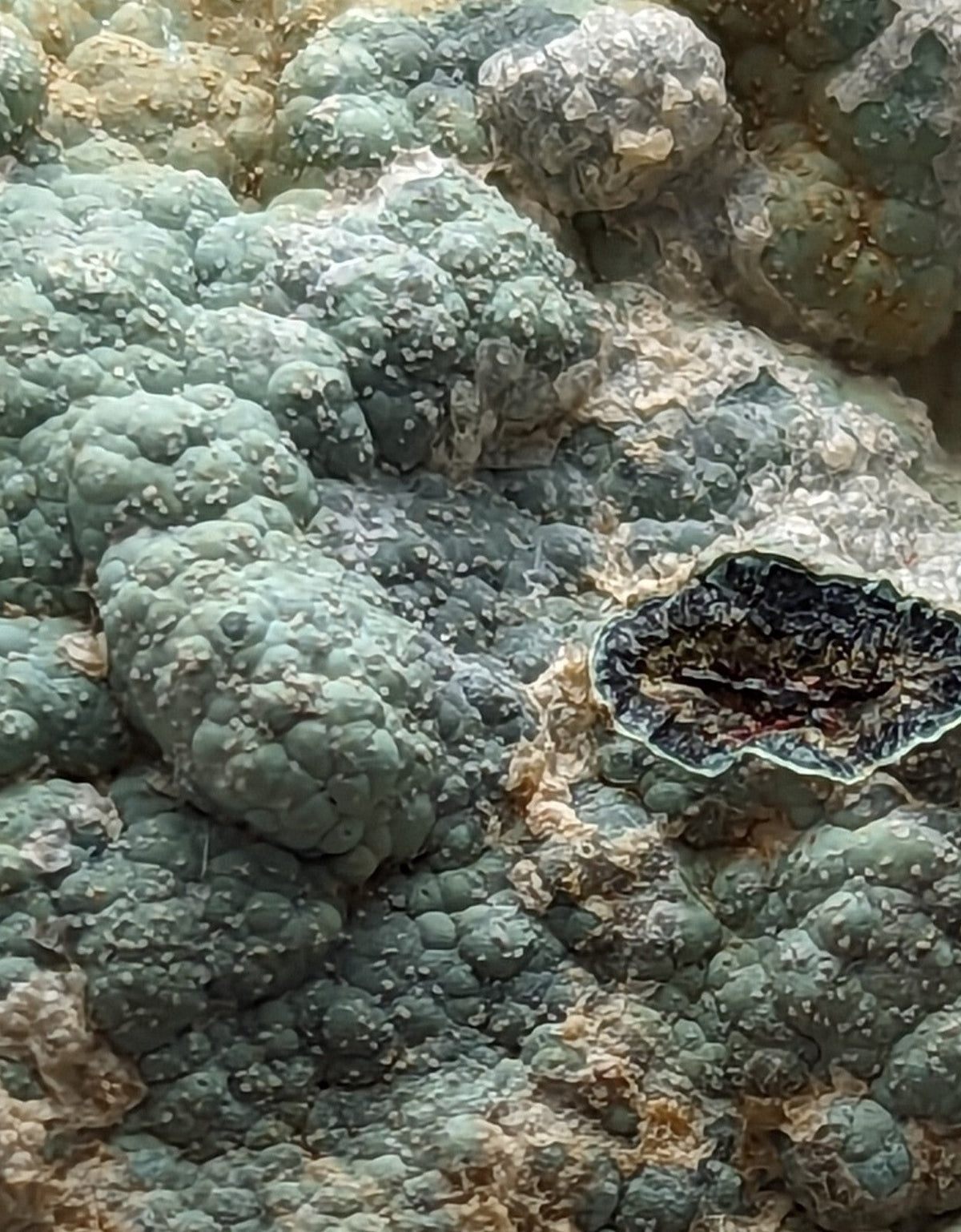 A textured, bumpy green mineral formation with a dark, irregularly shaped patch contrasting against its surface.