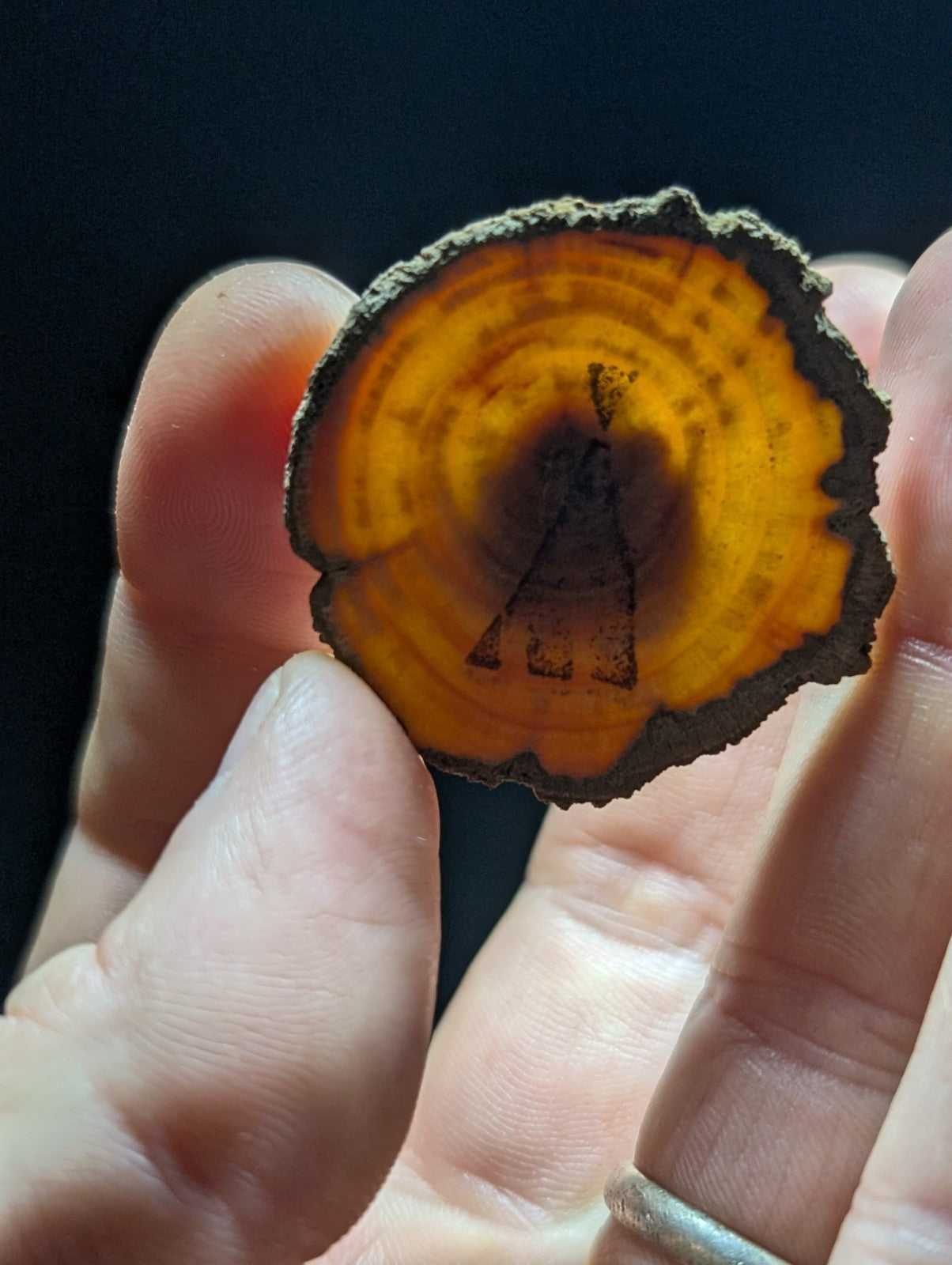 A circular, amber-hued wood slice with a dark brown center and visible growth rings.