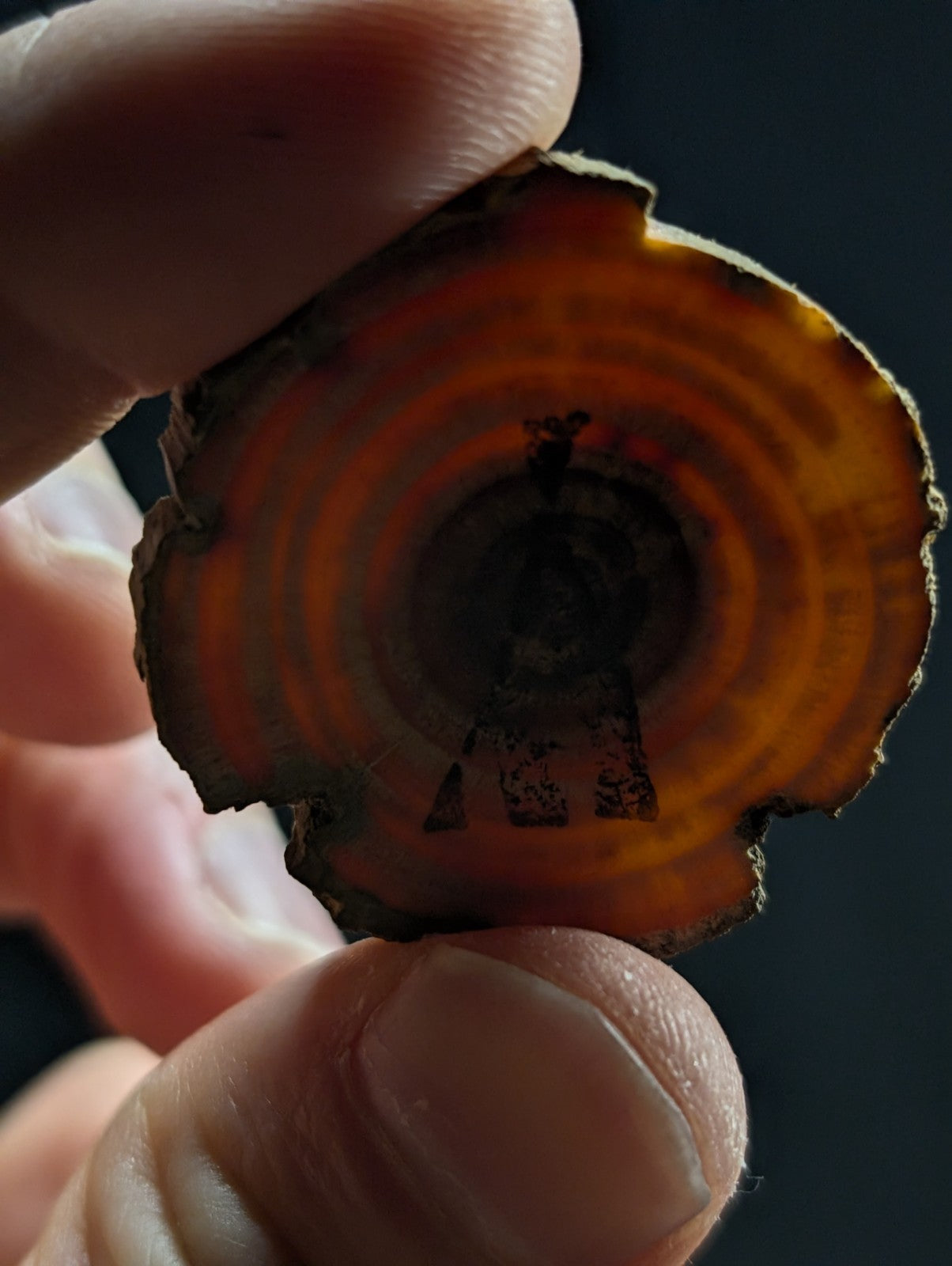 A circular, amber-hued cross-section of a tree trunk with visible concentric growth rings and a dark, carved silhouette in the center.
