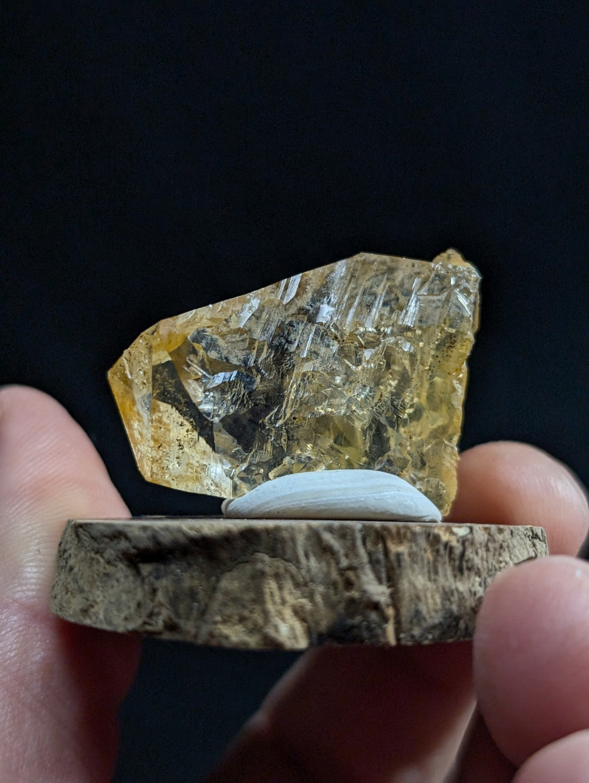 A translucent golden-yellow crystal with visible internal striations, resting on a small white shell atop a rustic wooden base.