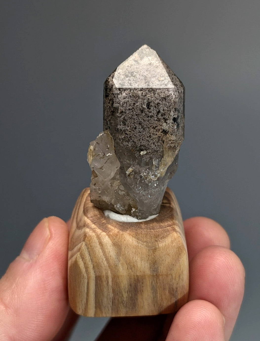 A polished gray phantom quartz crystal with a speckled translucent base on a custom wood stand from garland county arkansas