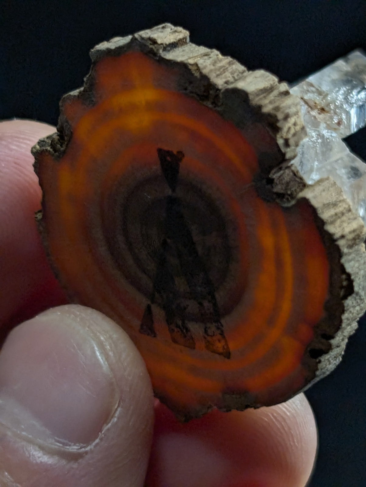 A hand holds a circular slice of orange-brown wood with visible concentric growth rings and rough, bark-like edges.