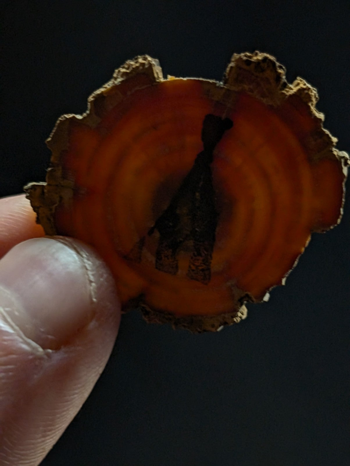 A hand holds a circular, amber-hued slice of agate with concentric rings and rough, natural edges.