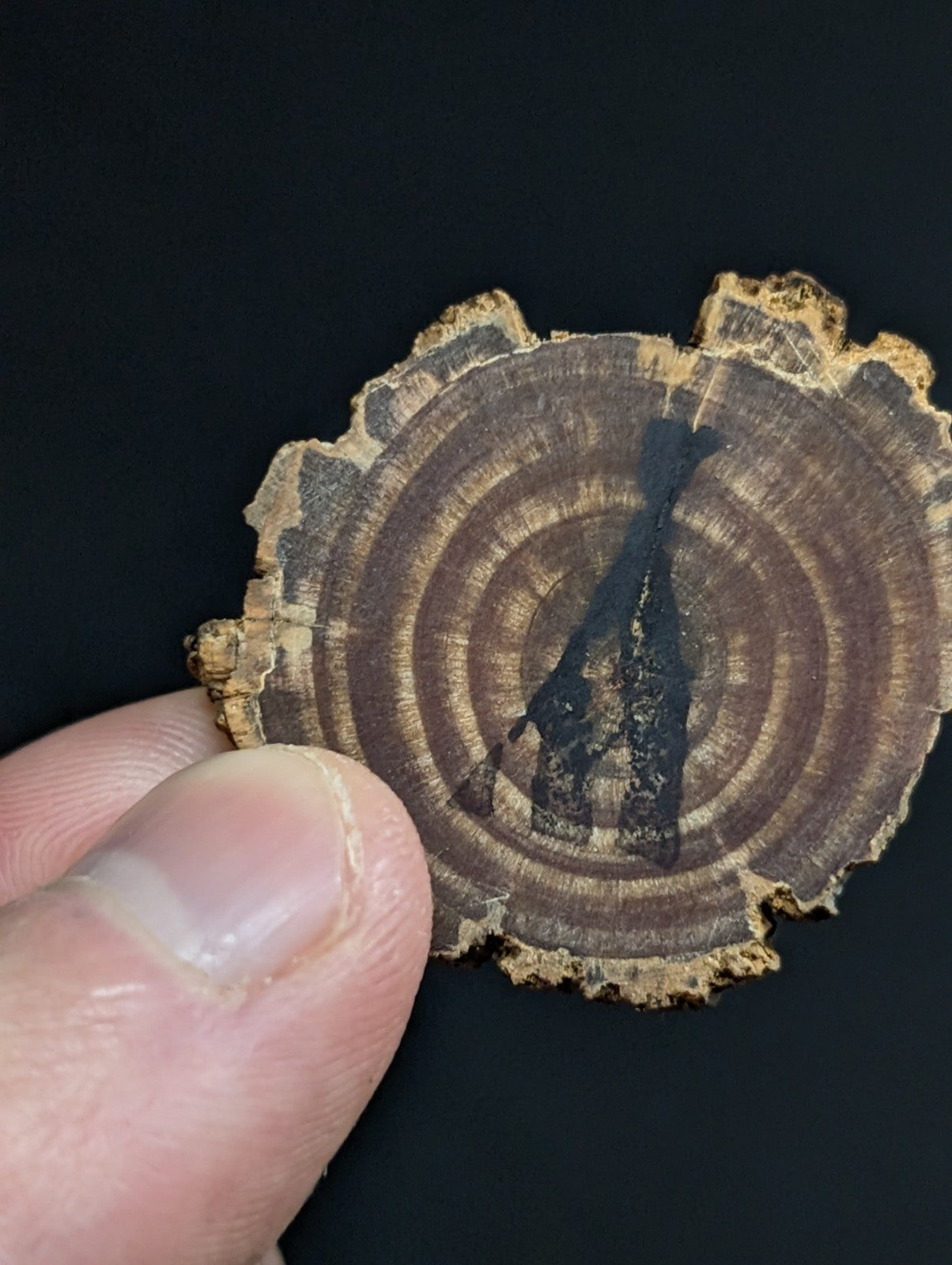 A circular wooden slice with visible growth rings and a dark, silhouetted giraffe fossil embedded in its center.