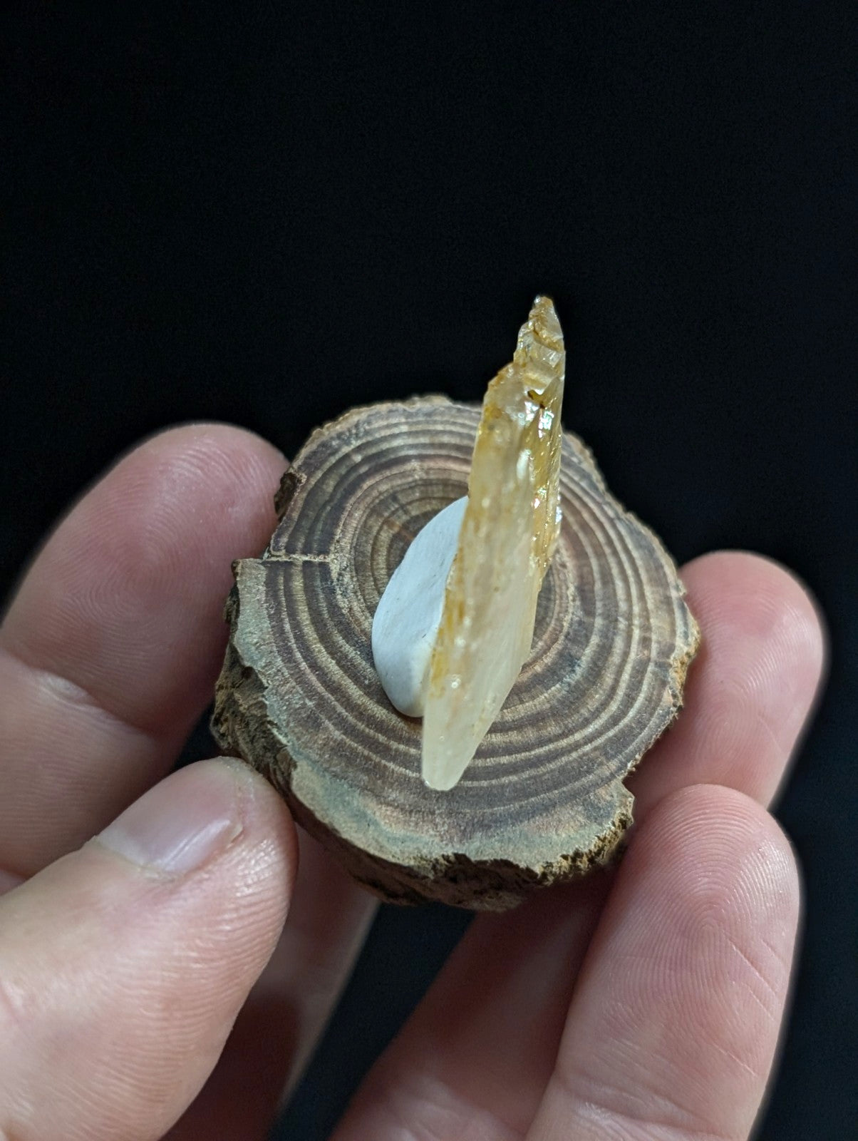 A translucent amber-colored crystal shard with a pointed tip, resting on a circular wooden slice.