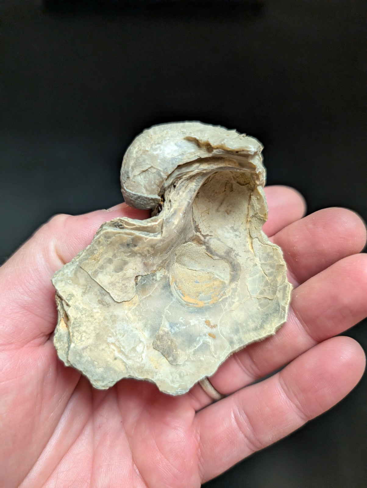 UV Reactive Exogyra Ponderosa Clam Shell Fossil Hempstead County Arkansas USA - Collectibles:Rocks Fossils &