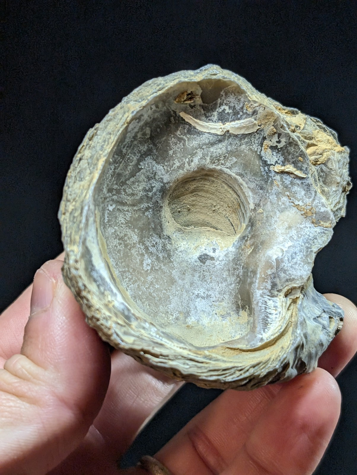 A weathered, irregularly shaped oyster shell with a rough, grayish-white exterior and a smooth, iridescent interior.