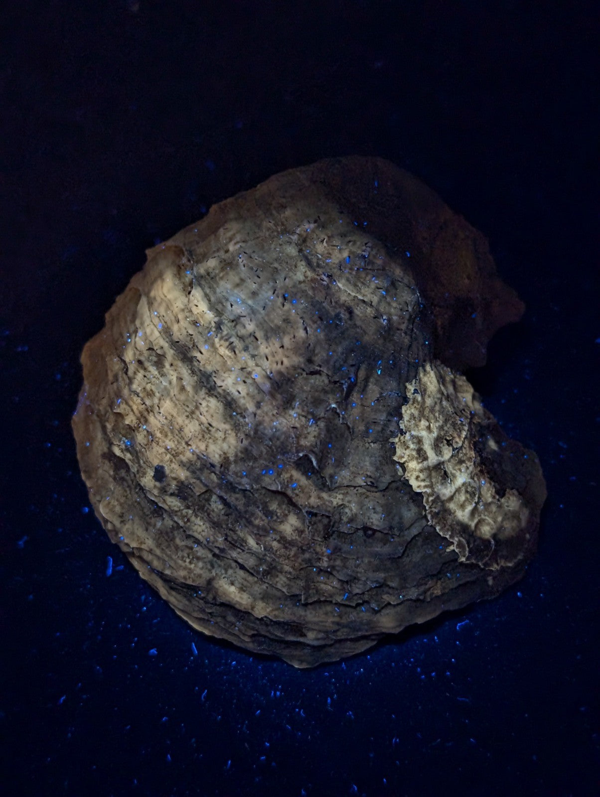 A rugged, irregularly shaped rock with a textured surface displaying earthy tones of brown and gray, accented by faint blue glowing specks.