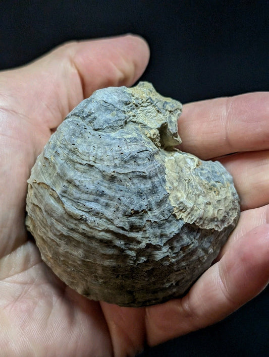 A rugged, grayish-blue oyster shell with textured ridges and a slightly weathered surface.