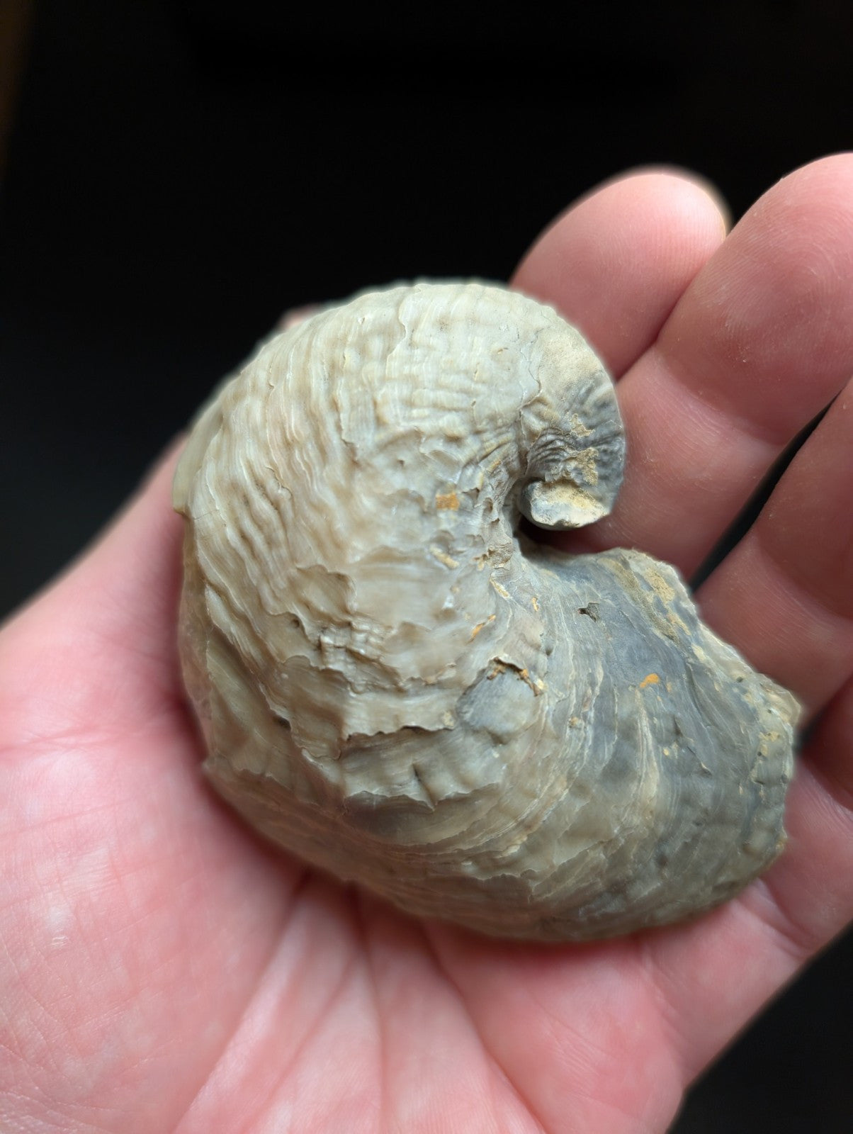 UV Reactive Exogyra Ponderosa Clam Shell Fossil Hempstead County Arkansas USA - Collectibles:Rocks Fossils &