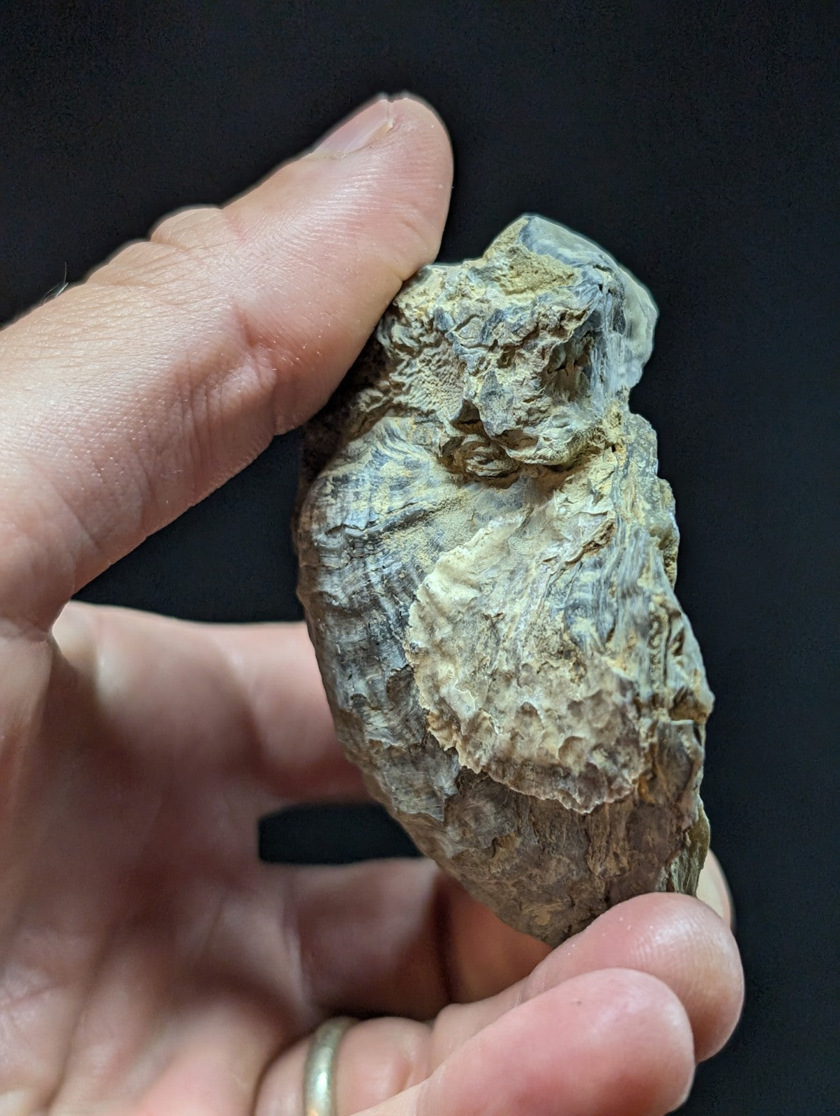 A rough, irregularly shaped oyster shell with a mottled gray and beige surface.