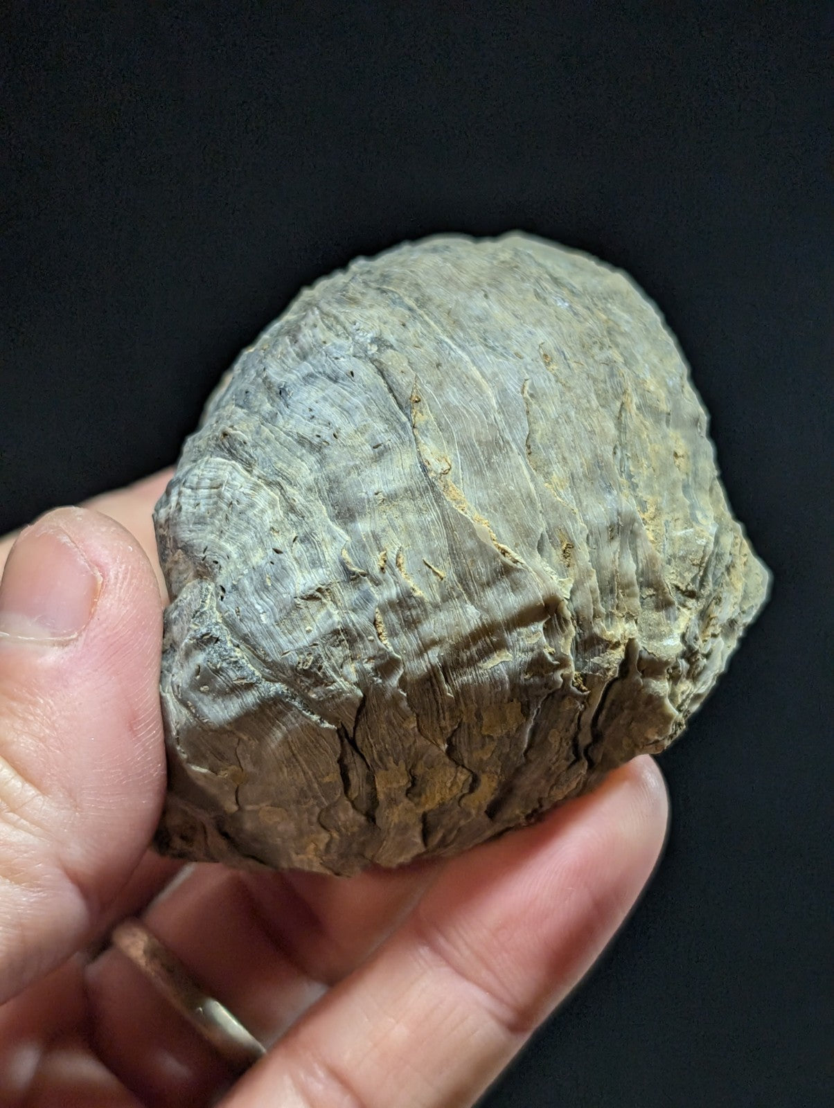 A weathered, grayish-brown fossilized shell with intricate ridges and a rough texture.
