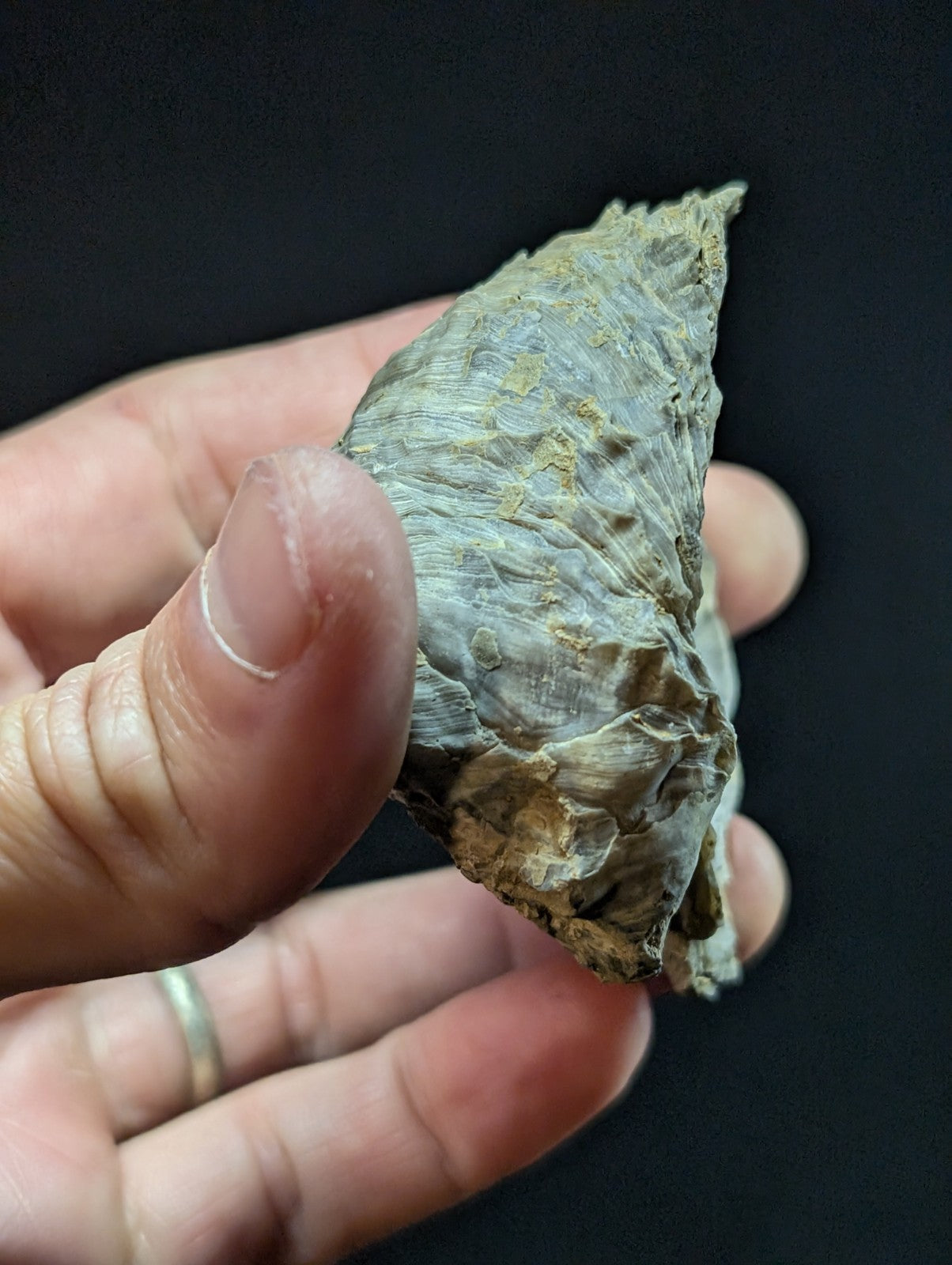 A weathered, grayish-brown oyster shell with a rough, textured surface and natural ridges.