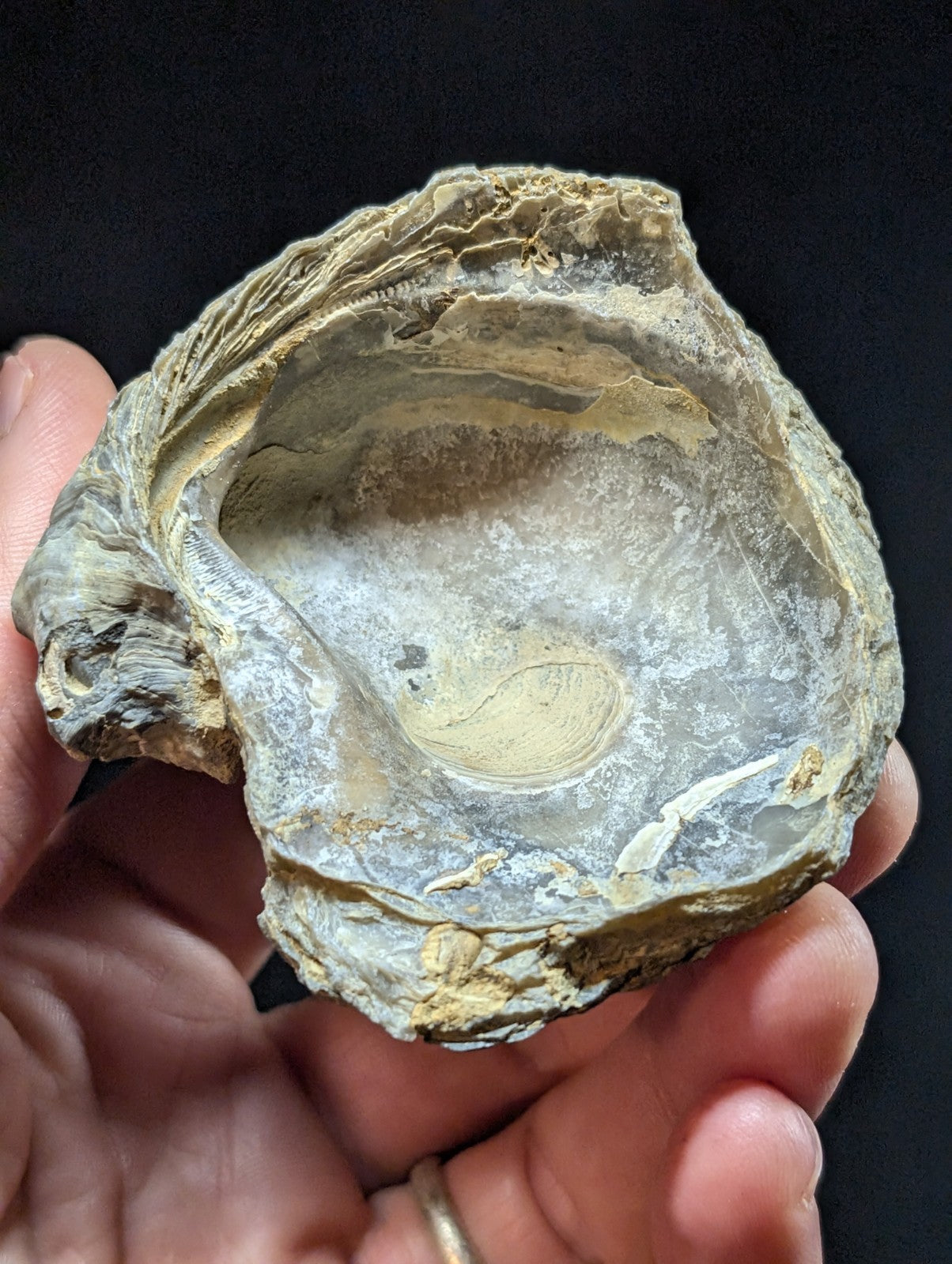 A weathered, irregularly shaped oyster shell with a rough exterior and an inner surface displaying subtle grayish-white tones.
