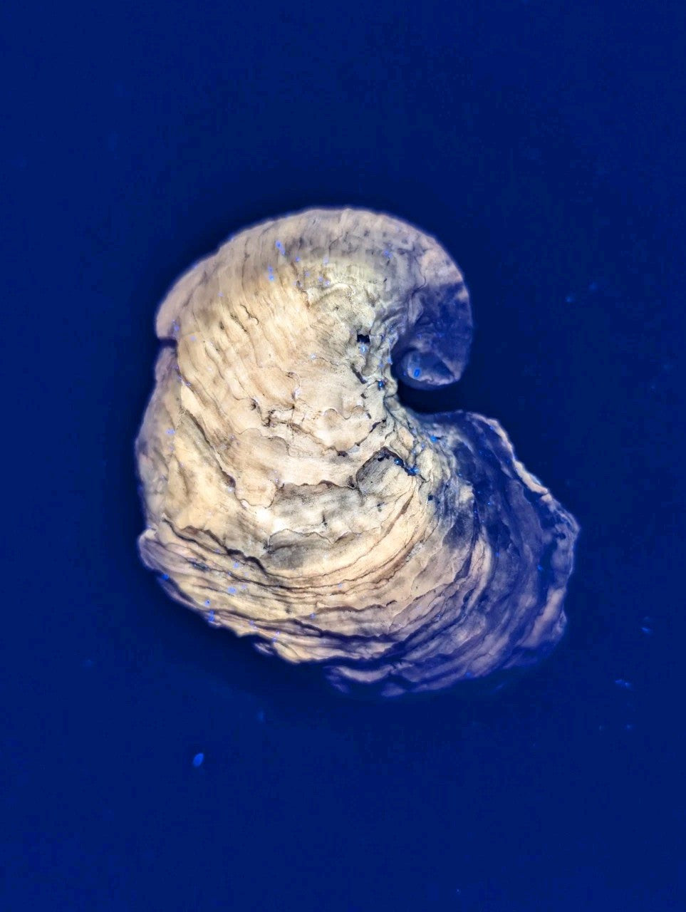 UV Reactive Exogyra Ponderosa Clam Shell Fossil Hempstead County Arkansas USA - Collectibles:Rocks Fossils &