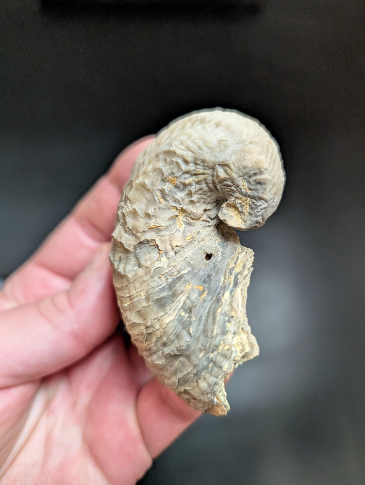 UV Reactive Exogyra Ponderosa Clam Shell Fossil Hempstead County Arkansas USA - Collectibles:Rocks Fossils &