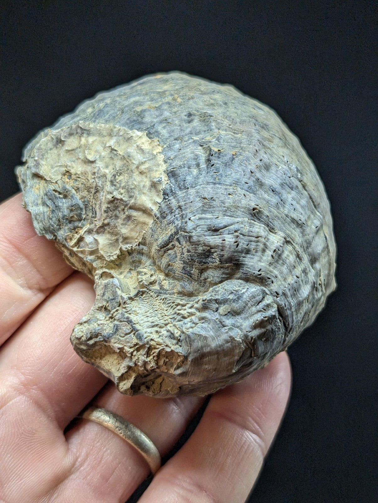 A rugged, grayish-brown mushroom with a textured, layered cap and rough surface.