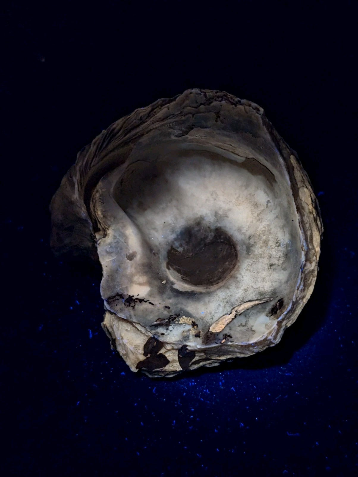 A weathered, grayish-brown oyster shell with a rough, textured exterior and an inner surface that shows signs of wear.