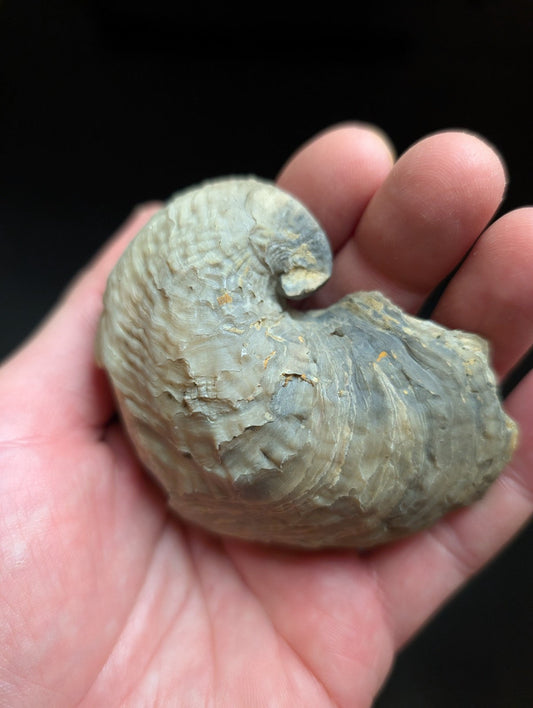 UV Reactive Exogyra Ponderosa Clam Shell Fossil Hempstead County Arkansas USA - Collectibles:Rocks Fossils &