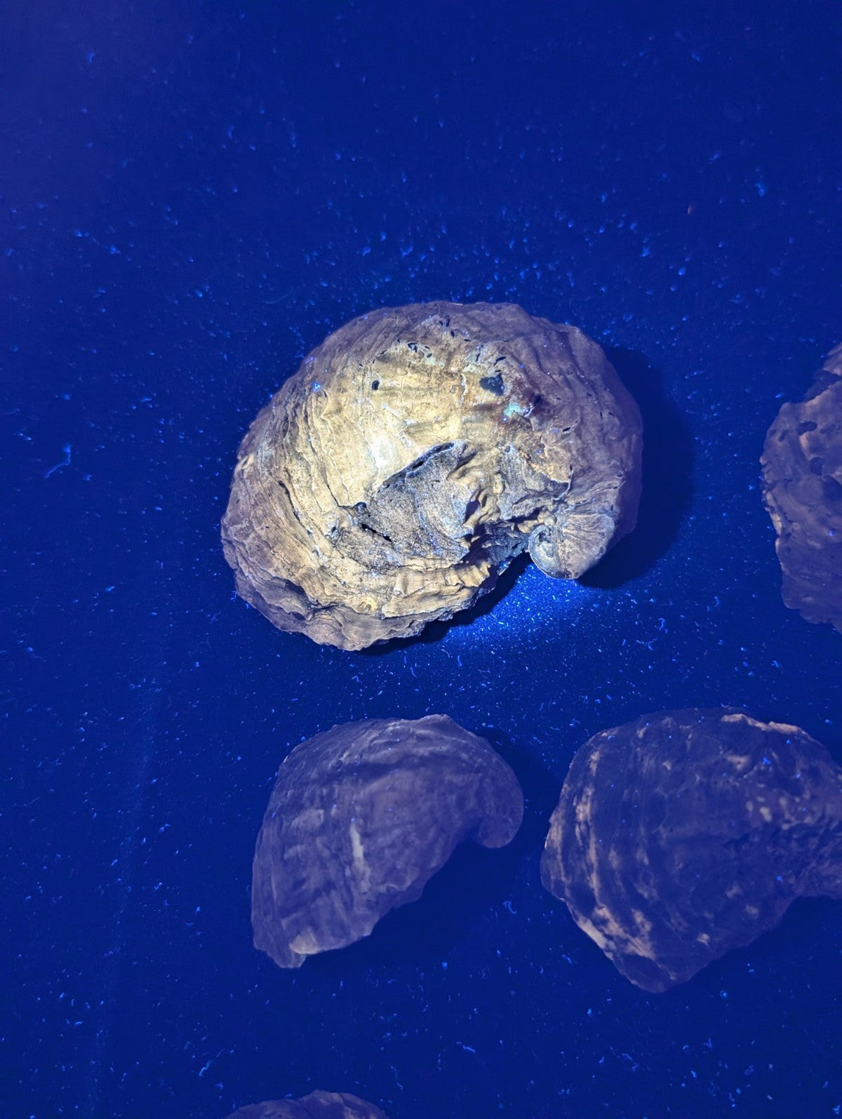 A weathered, irregularly shaped fossilized brain case with a mottled gray and beige surface.