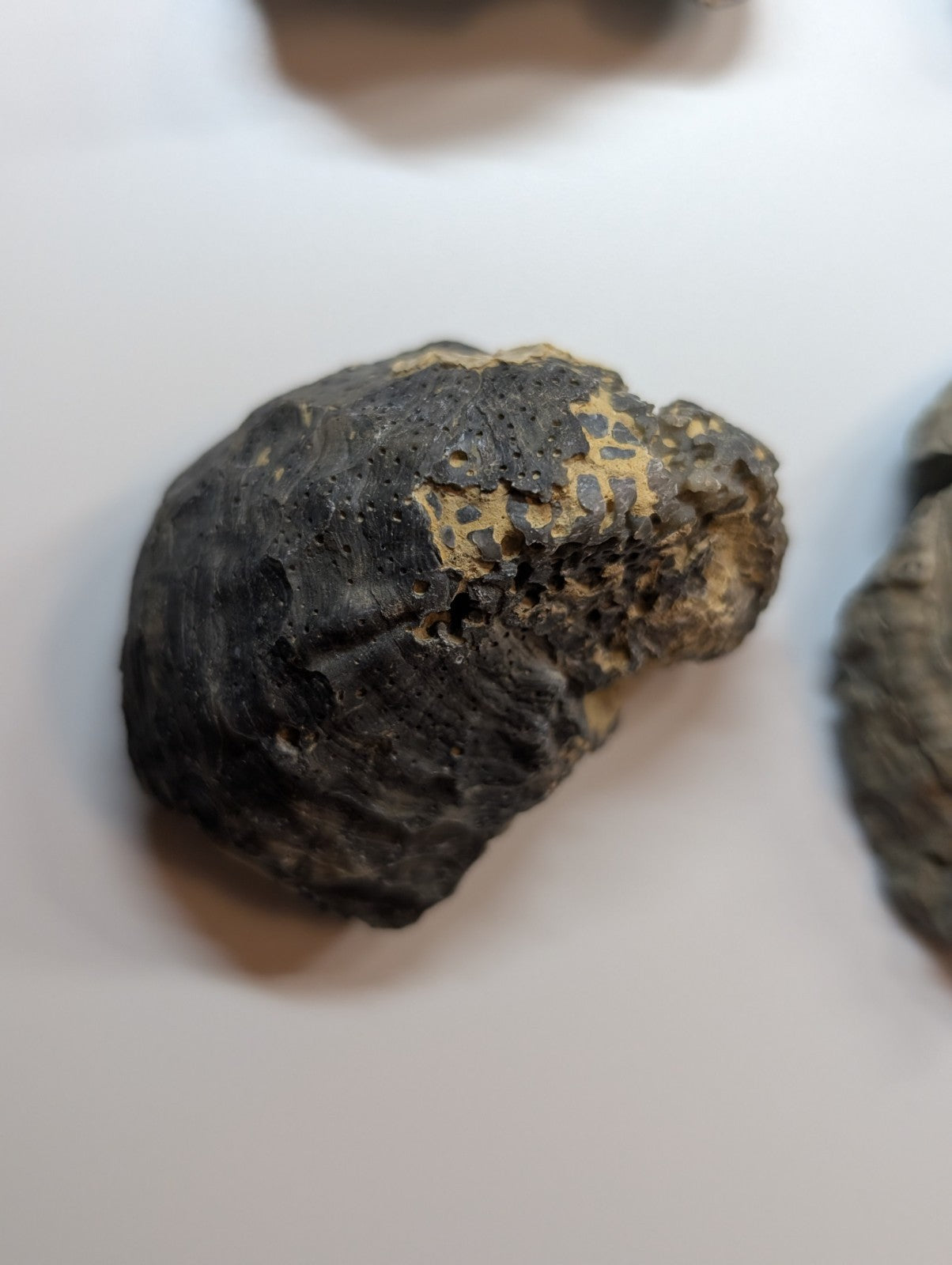 A dark, rough-textured rock with patches of golden-yellow mineral veins.