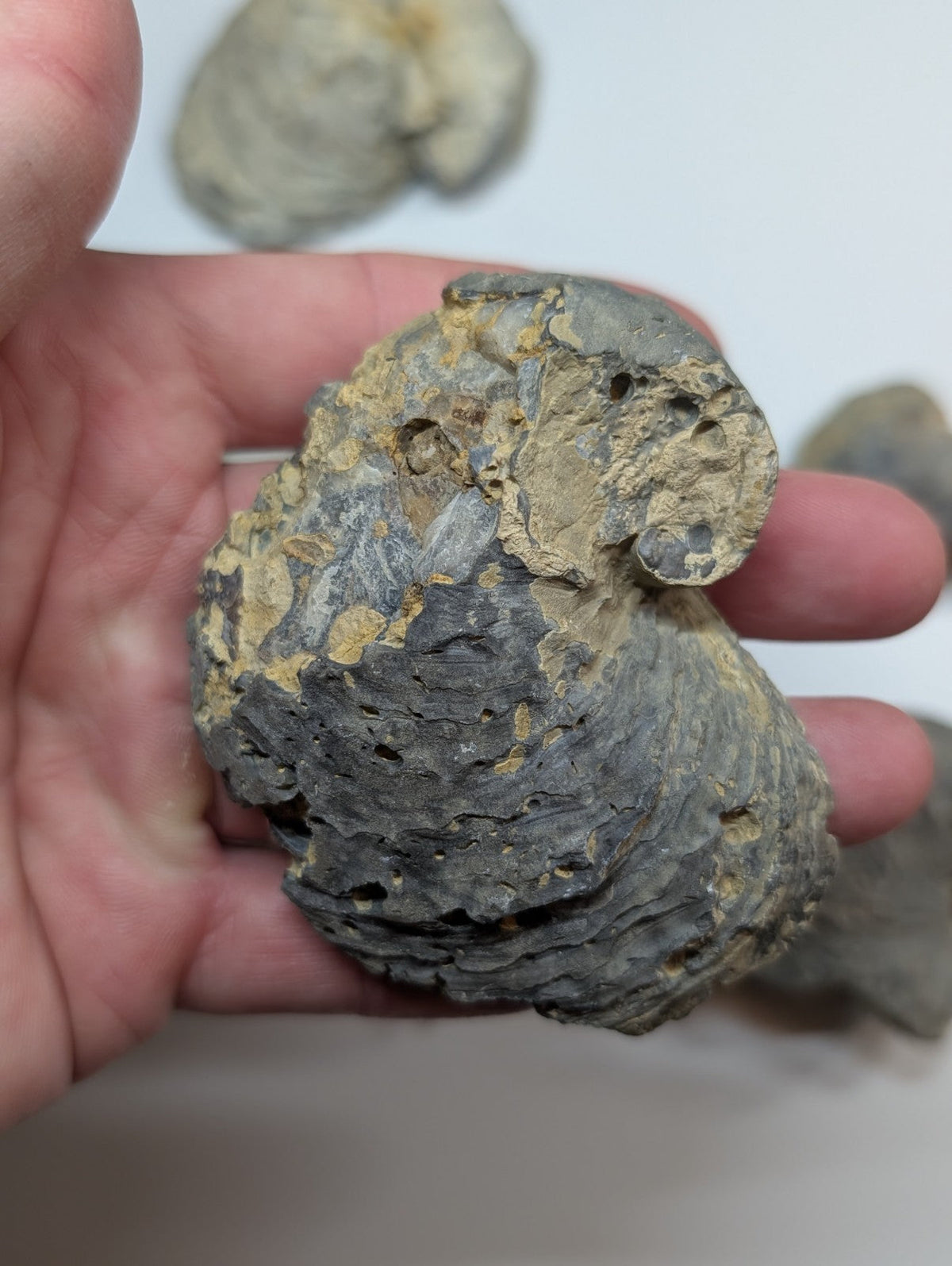 A hand holds a fossilized ammonite with dark gray and yellowish-brown patches, showcasing its intricate spiral shell structure.