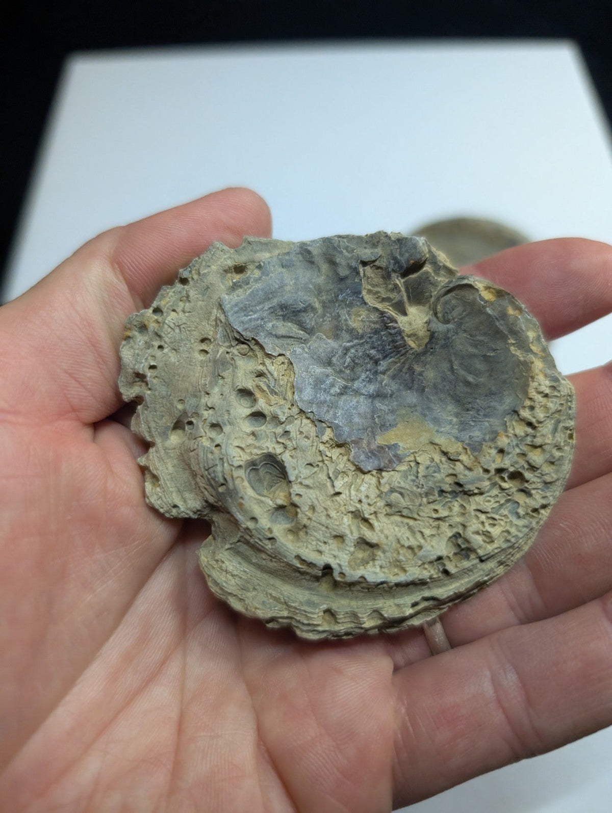 A hand holds a fossilized abalone shell with a textured, grayish-green exterior and intricate internal patterns in shades of blue-gray and purple.