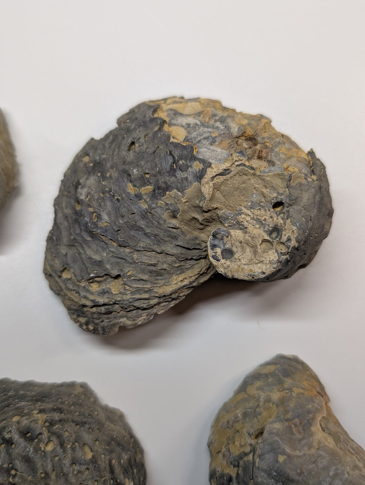 A dark gray and tan fossilized ammonite with a textured, layered shell.