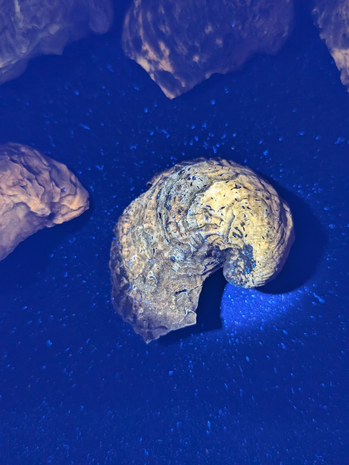 A weathered, yellowish-brown fossilized ammonite with intricate spiral ridges and a rough, textured surface.
