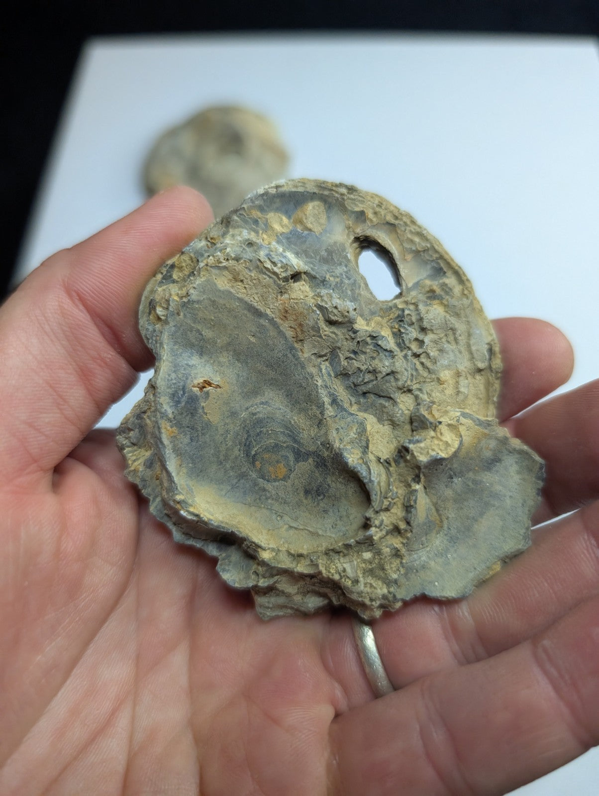 A weathered, grayish-green fossilized oyster shell with a rough, textured surface and visible internal spiral patterns.