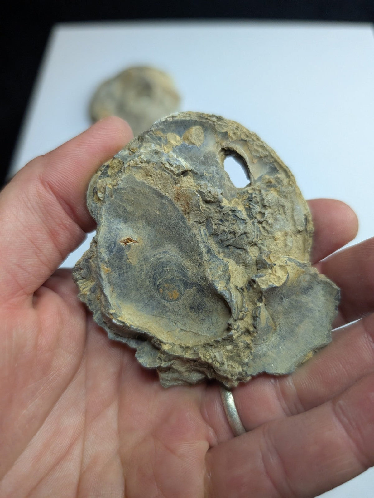 A weathered, grayish-green fossilized oyster shell with a rough, textured surface and visible internal spiral patterns.