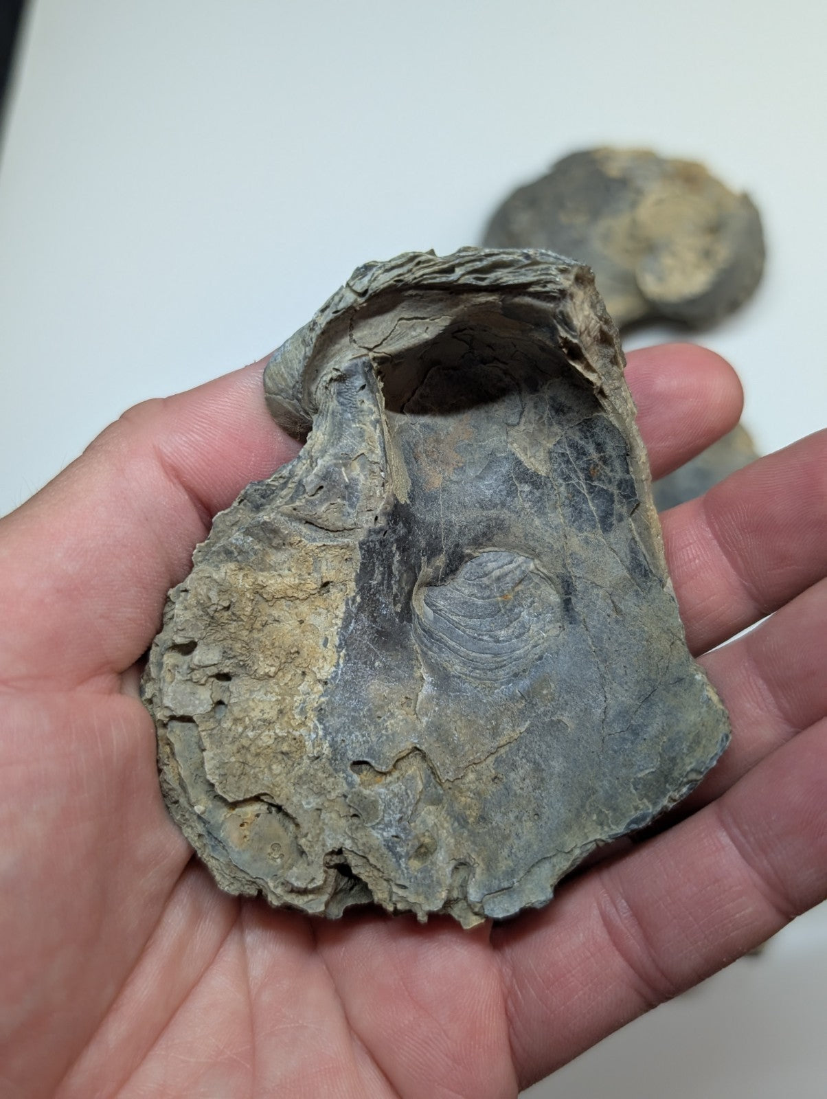 A weathered gray fossilized shell with a distinct circular imprint, held gently in someone’s hand.