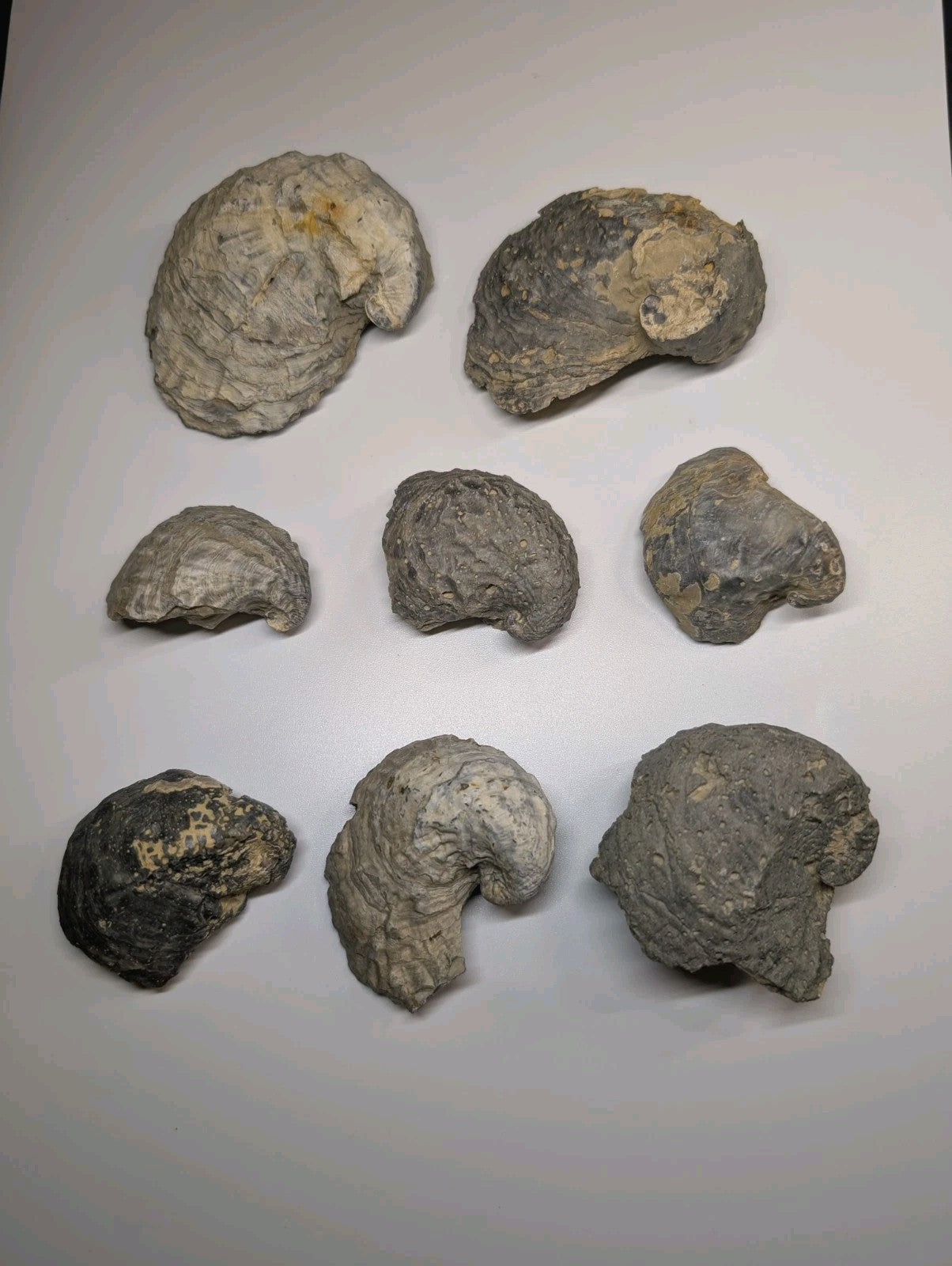 Gray, textured fossilized ammonite shells with natural spiral patterns and some showing hints of yellow or black discoloration.
