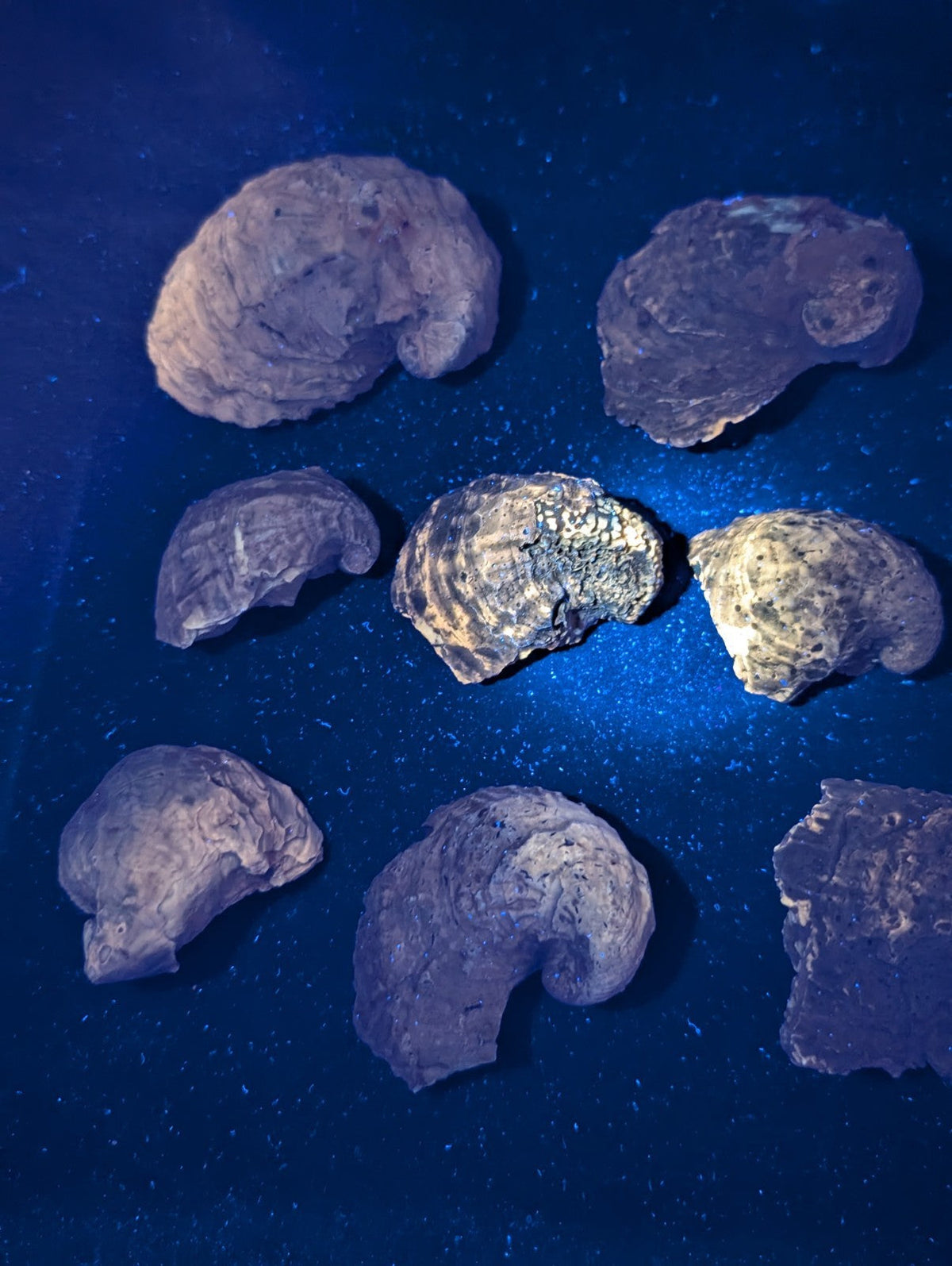 Seven irregularly shaped, dark gray to blackish rock-like objects with rough textures and some showing lighter patches or speckles.