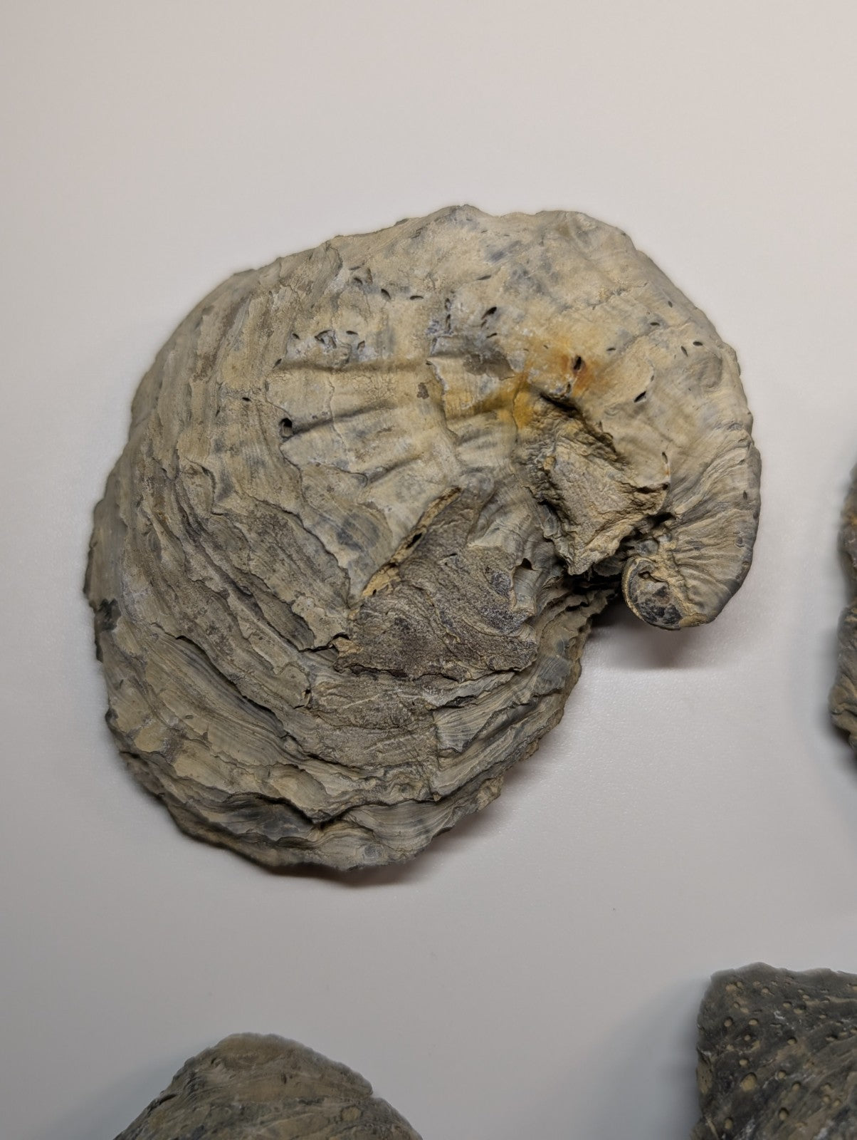 A gray, textured fossilized ammonite with a spiral shell pattern and subtle yellowish markings.