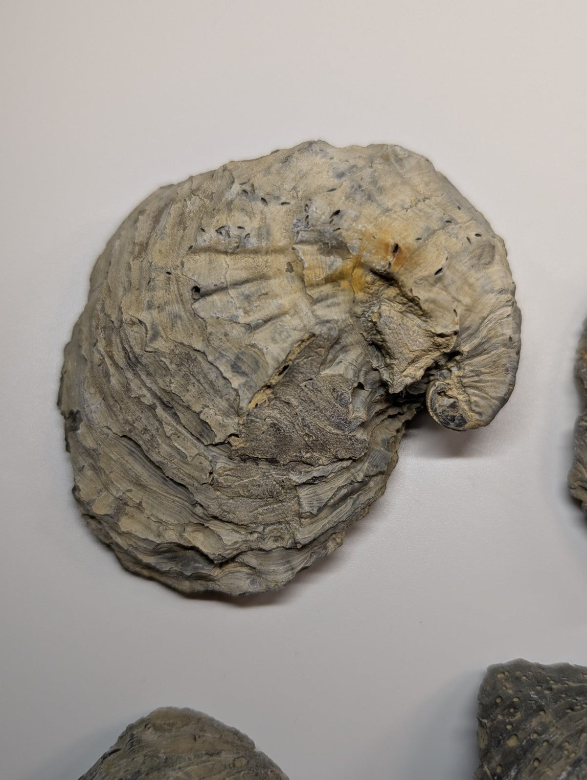 A gray, textured fossilized ammonite with a spiral shell pattern and subtle yellowish markings.