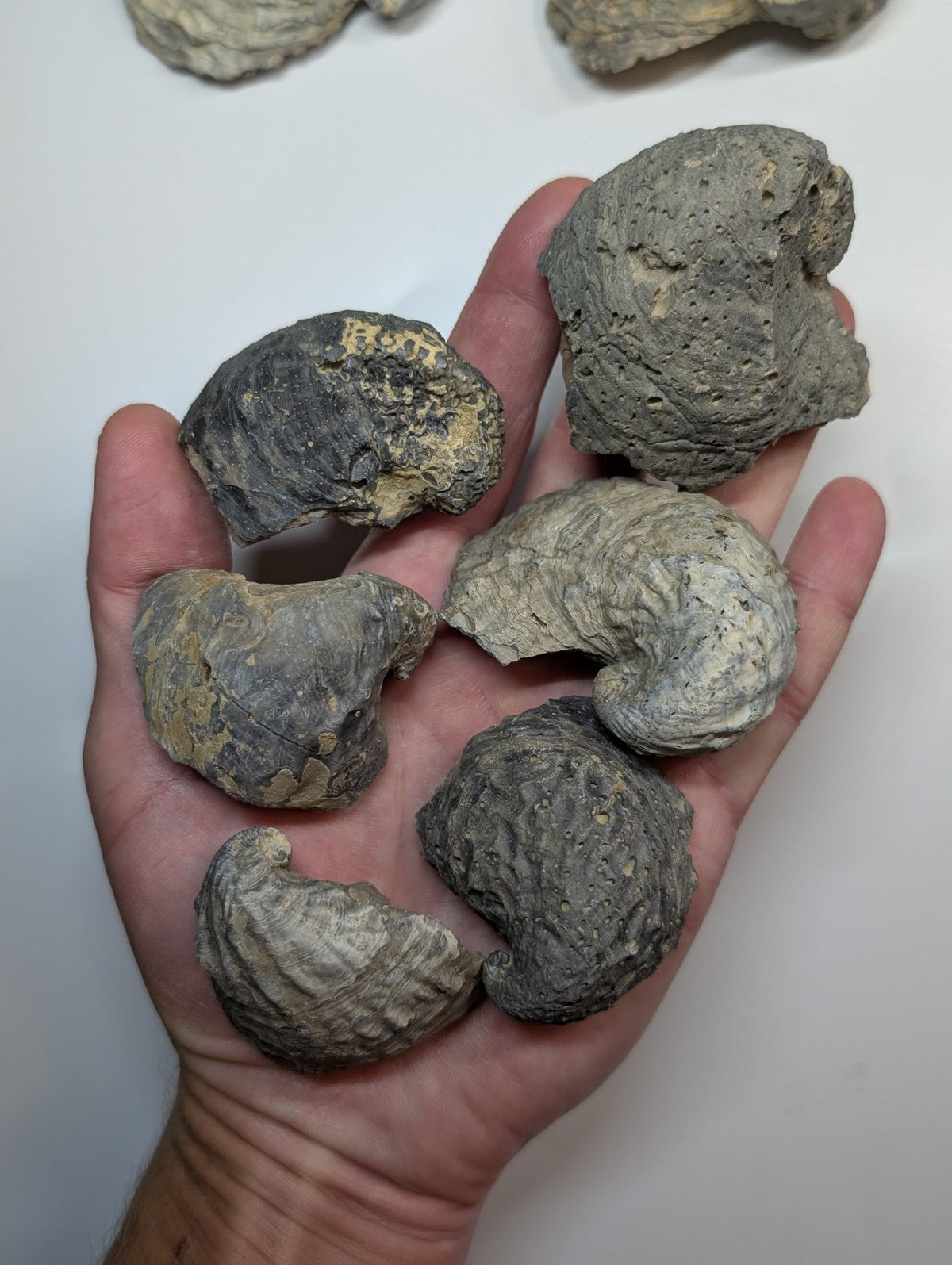 A hand holds several rough, grayish fossilized ammonite shells with textured surfaces and natural irregular shapes.