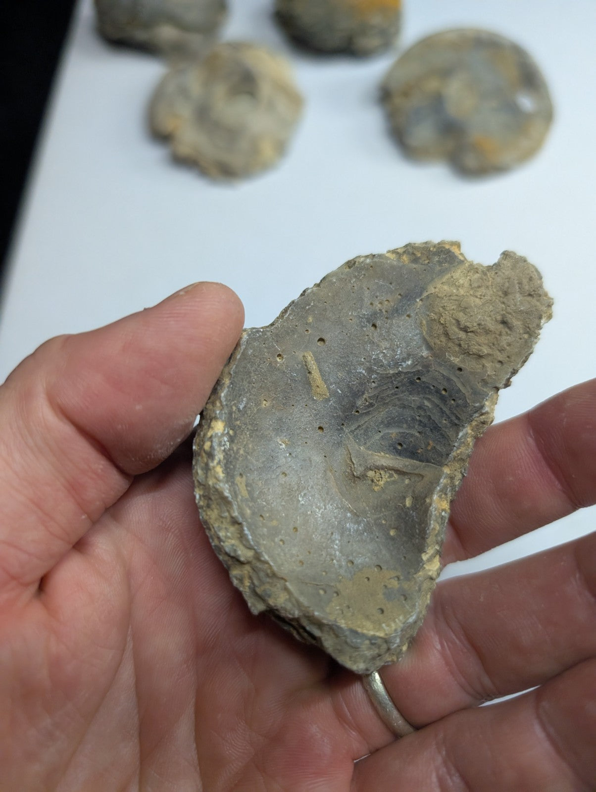 A weathered gray fossilized shell fragment with visible concentric ridges and a rough, uneven edge.