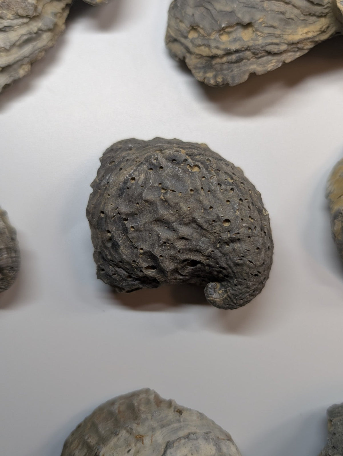 Dark gray, porous volcanic rock with a rough, textured surface and irregular shape.