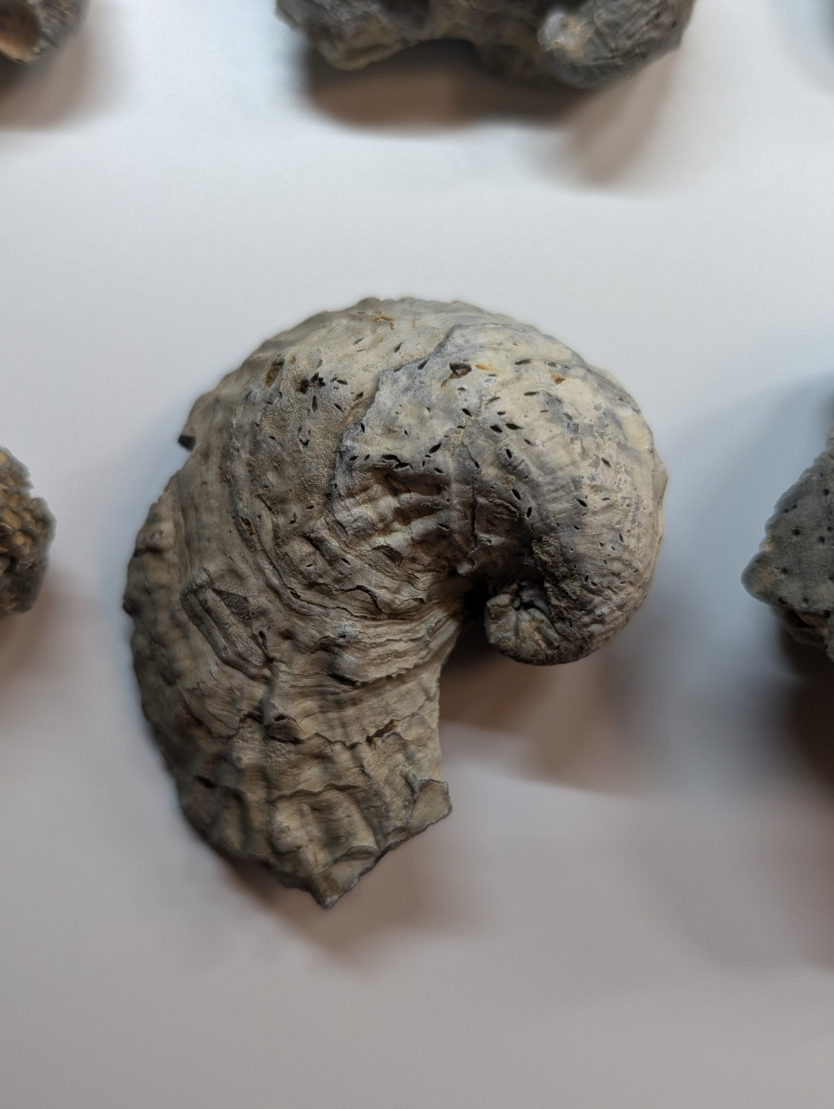 A gray, fossilized ammonite with a spiral shell and textured surface.