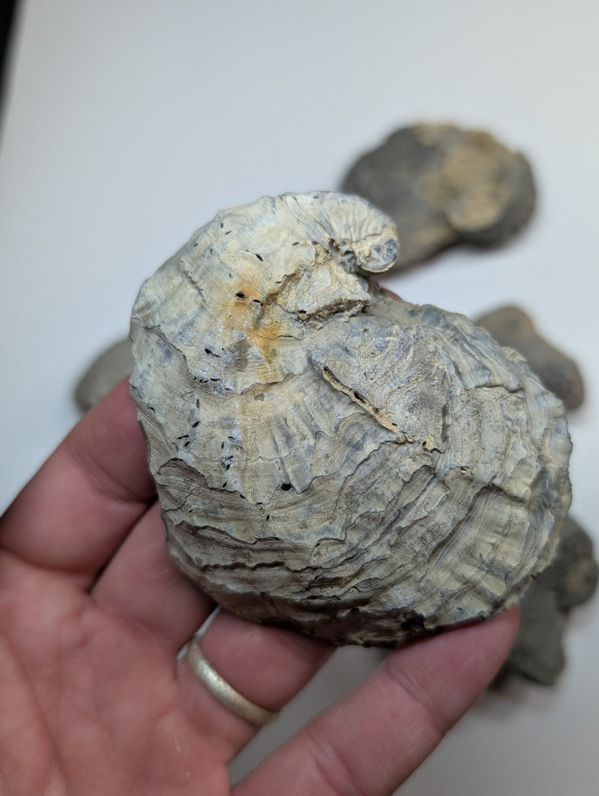 A textured, grayish-white fossilized shell with intricate ridges and subtle yellow-orange discoloration.
