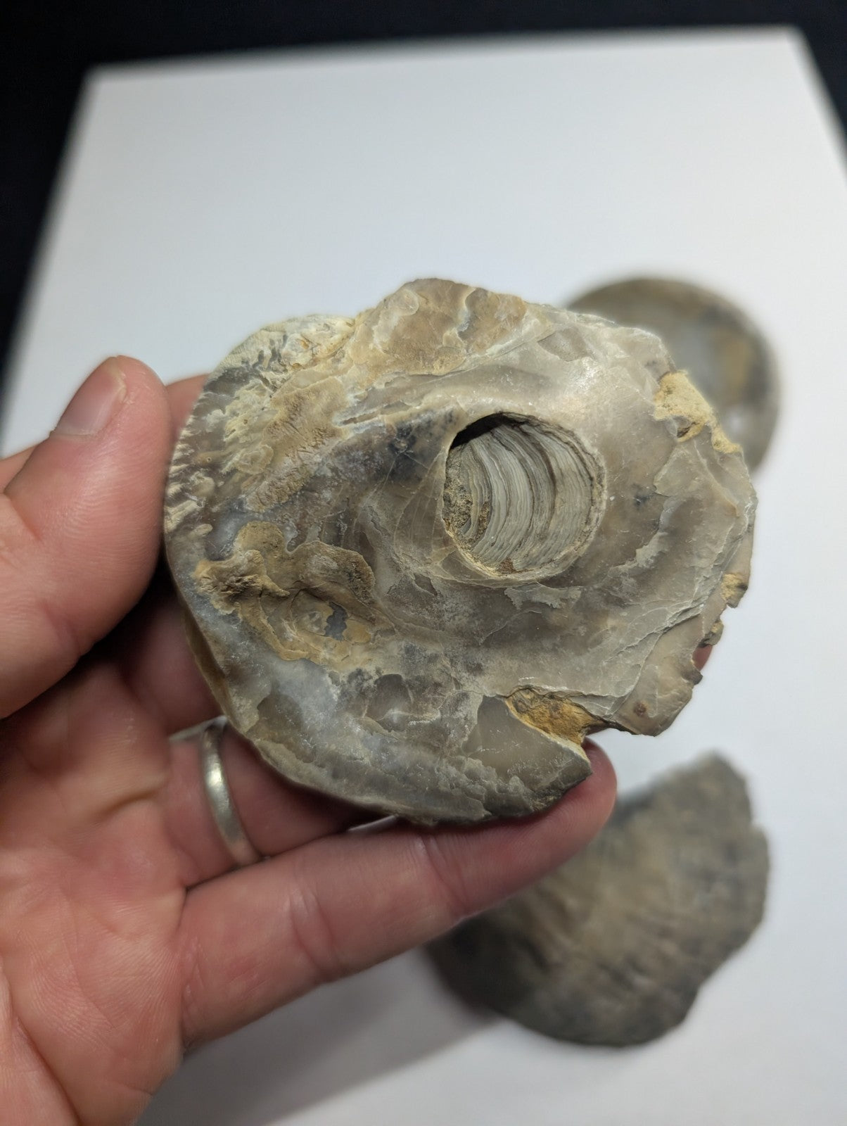 A weathered, grayish-brown oyster shell with a rough, textured surface and visible concentric ridges around its central opening.